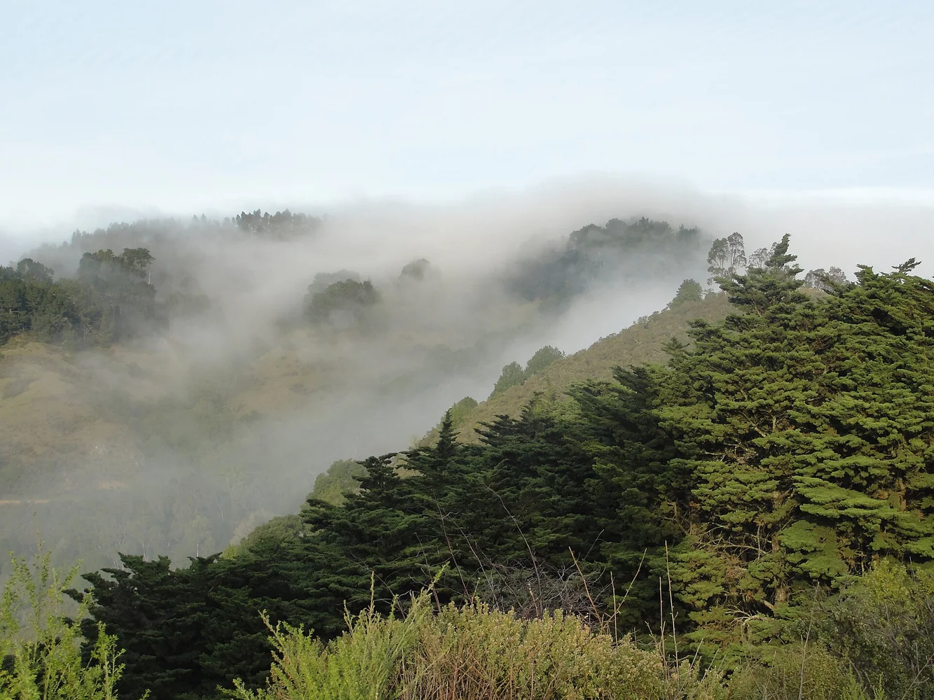 Fog drifting over wooded Claremont Canyon in southeast Berkeley