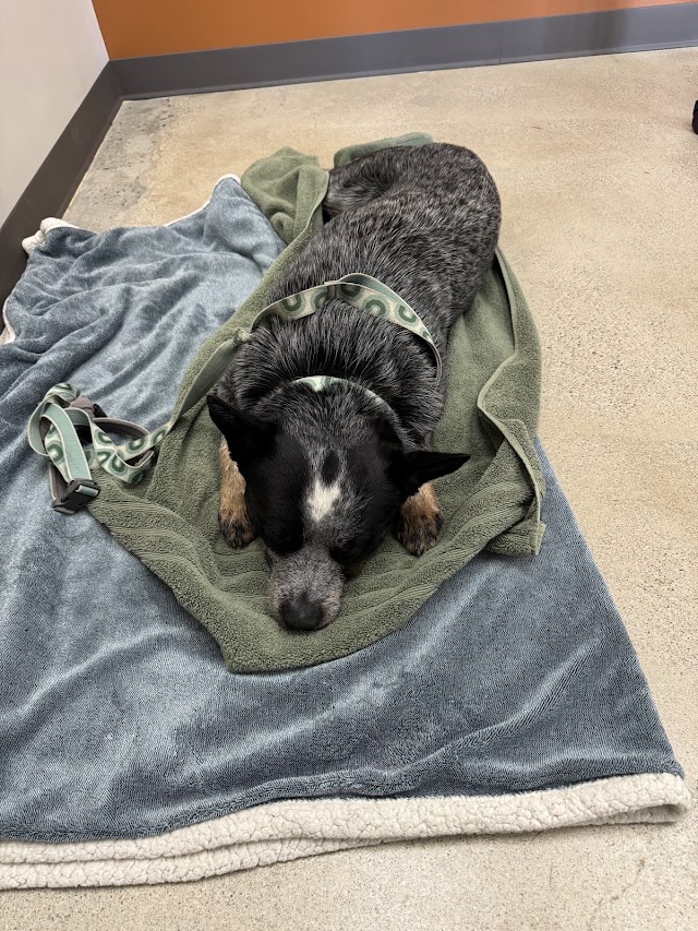 Shattuck Animal Care Clinic photo 3